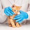 Gloves, Nitrile Medium - 100 Per Box